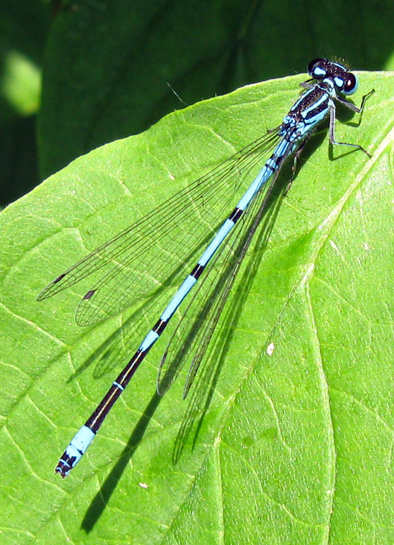 Coenagrion puella