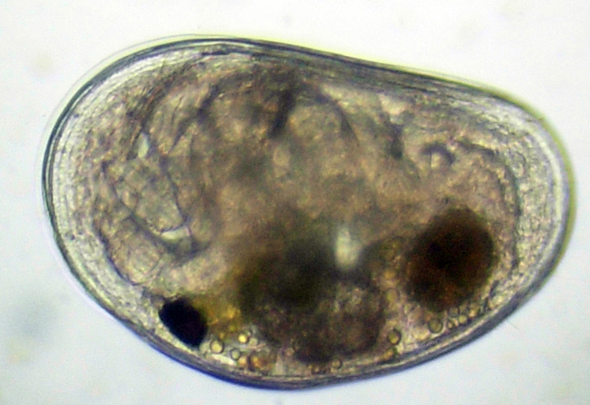 Invito all'' OSTRACODE