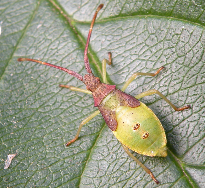 Coreidae da identificare