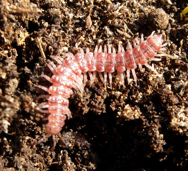 Polydesmidae del mio giardino