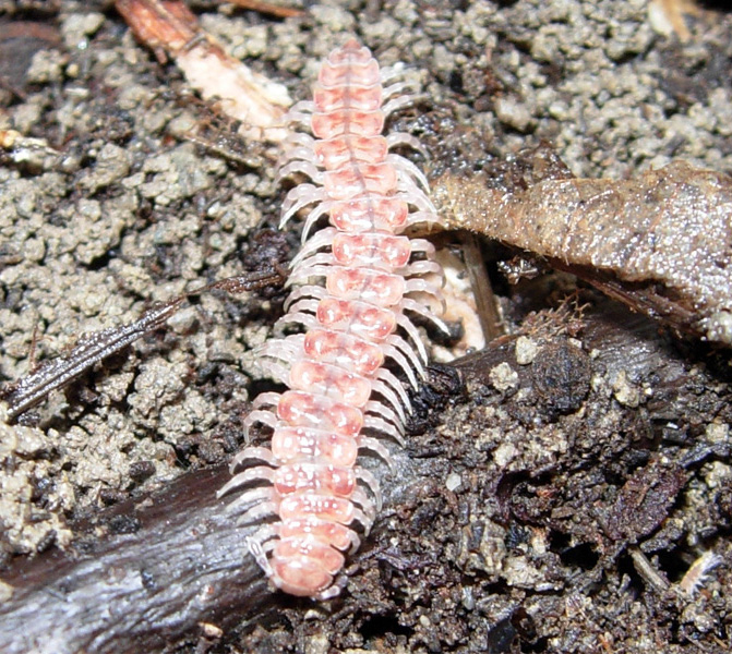 Polydesmidae del mio giardino