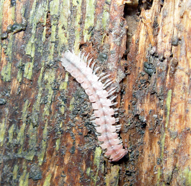 Polydesmidae del mio giardino