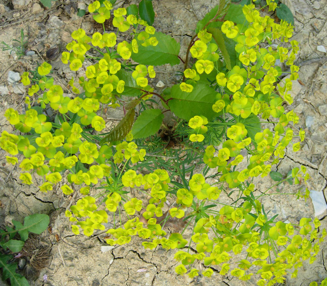 Euphorbia cyparissias / Euforbia cipressina