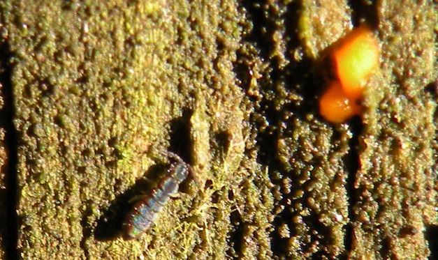 Il banchetto dei Collembola