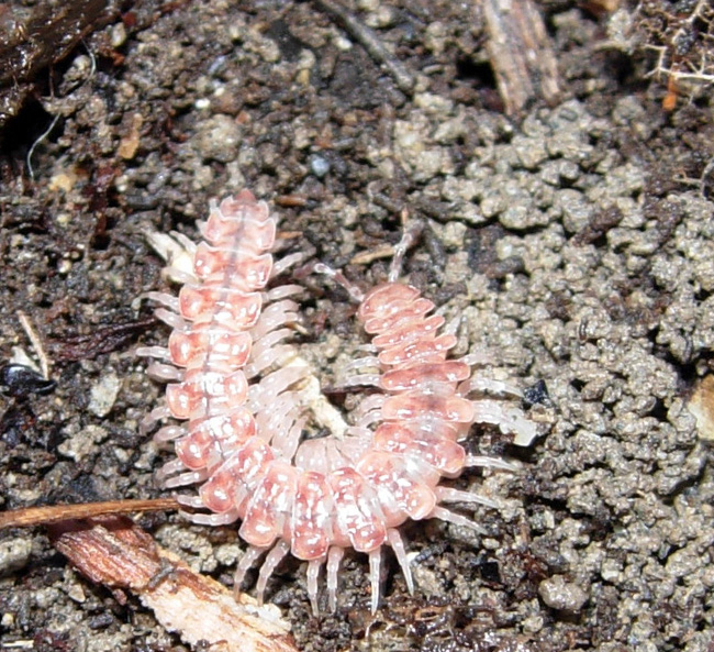 Polydesmidae del mio giardino