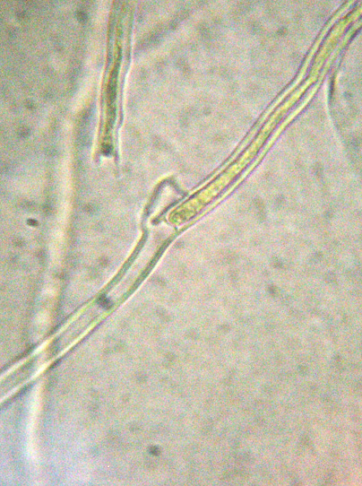 Phlebia sp