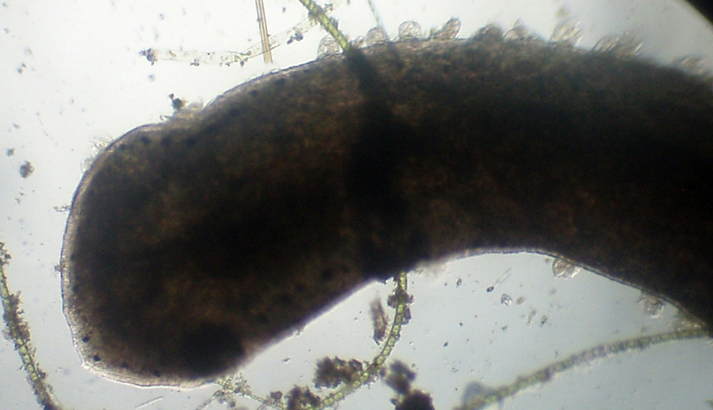 Planaria con passeggeri