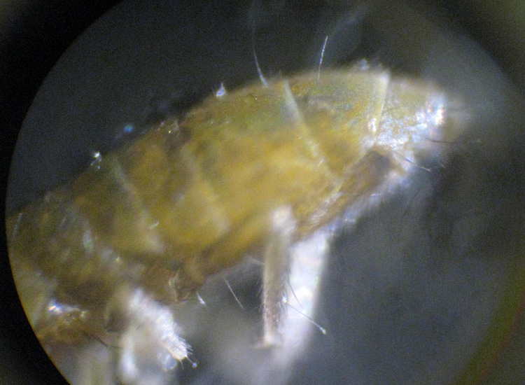 Collembolo al microscopio