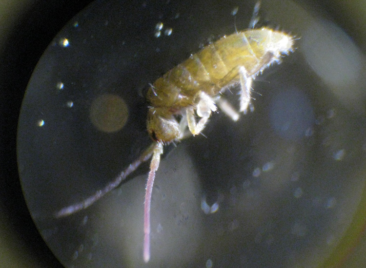 Collembolo al microscopio