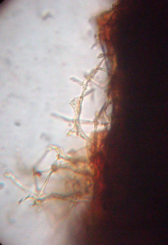 Aphyllophorales sotto la corteccia?