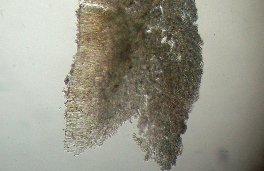 Phlebia sp