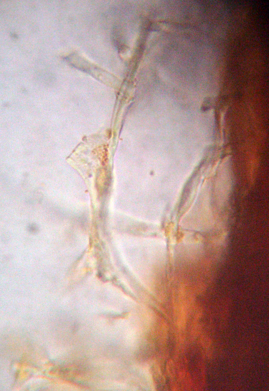 Aphyllophorales sotto la corteccia?