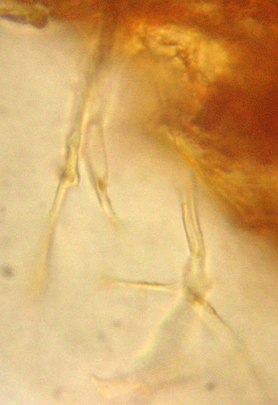 Aphyllophorales sotto la corteccia?