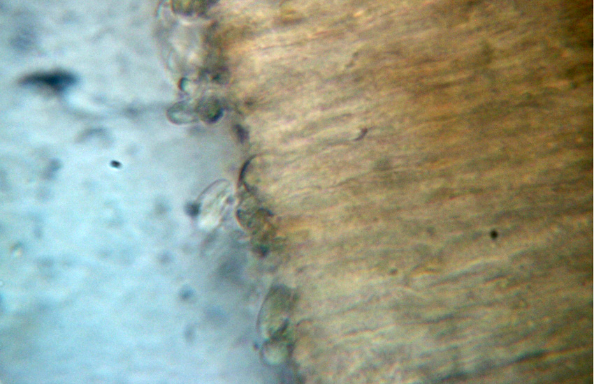 Phlebia sp