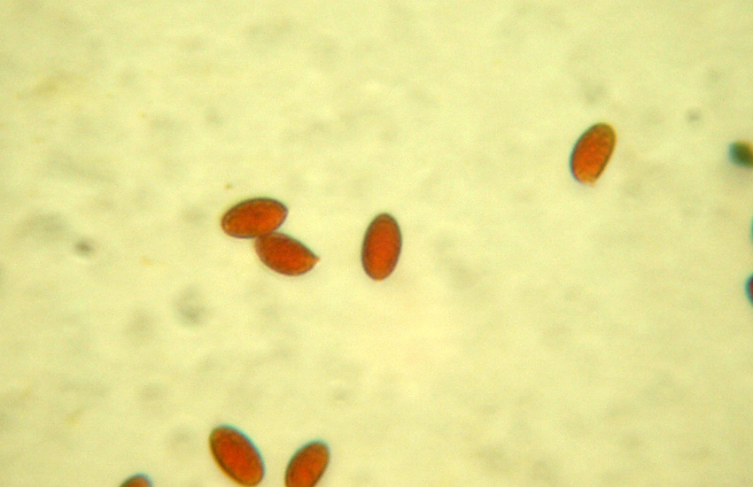 Phlebia sp