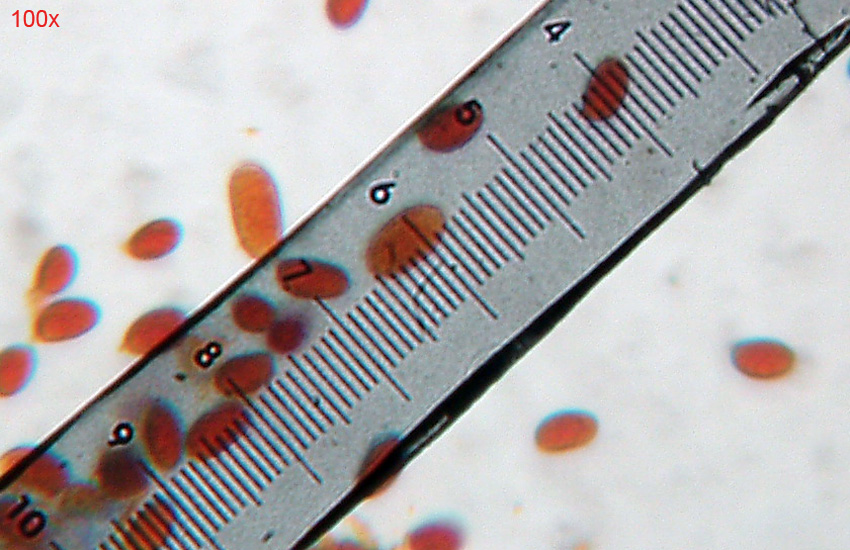 Phlebia sp