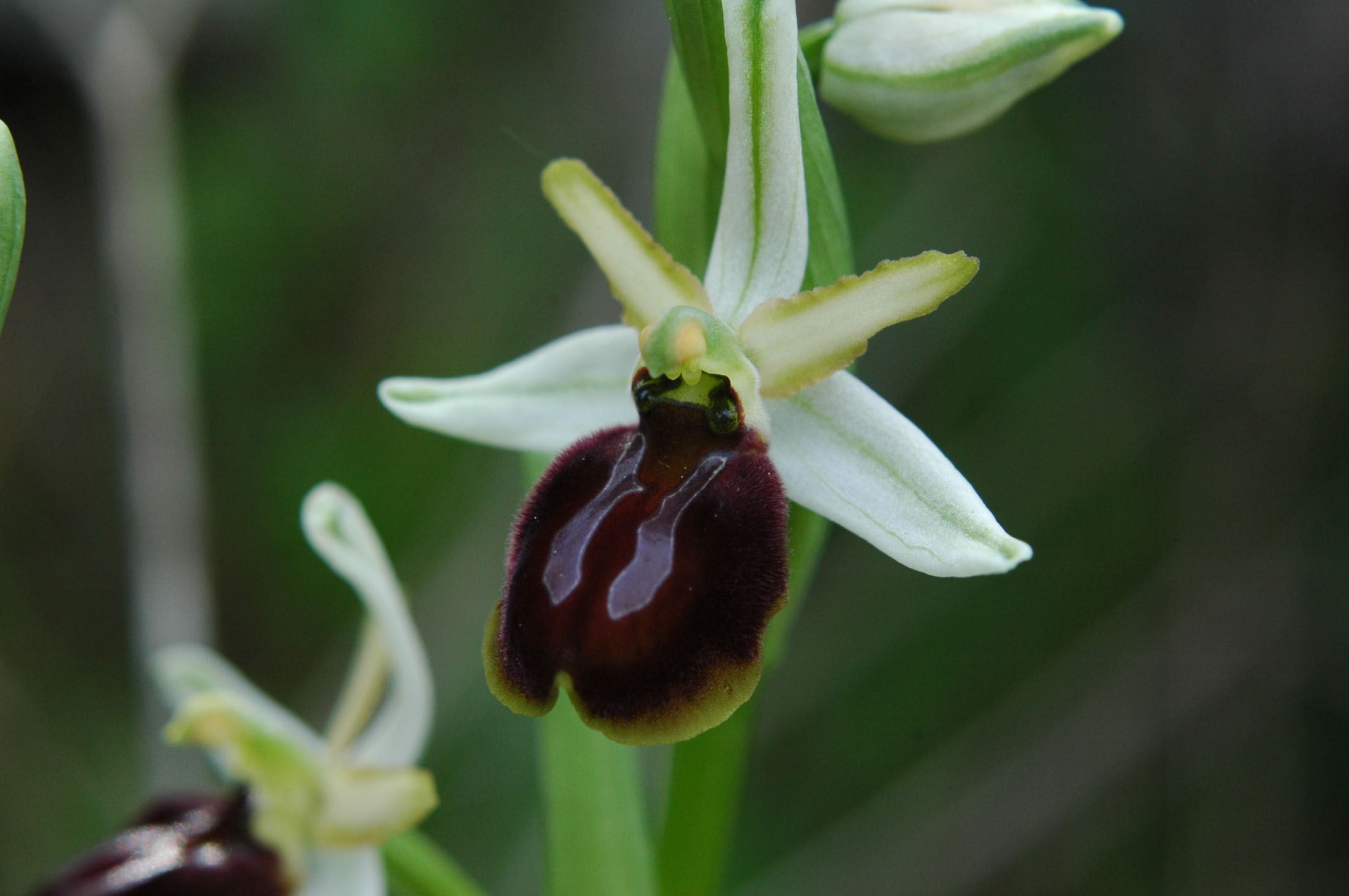 O.panoritana o O.exaltata