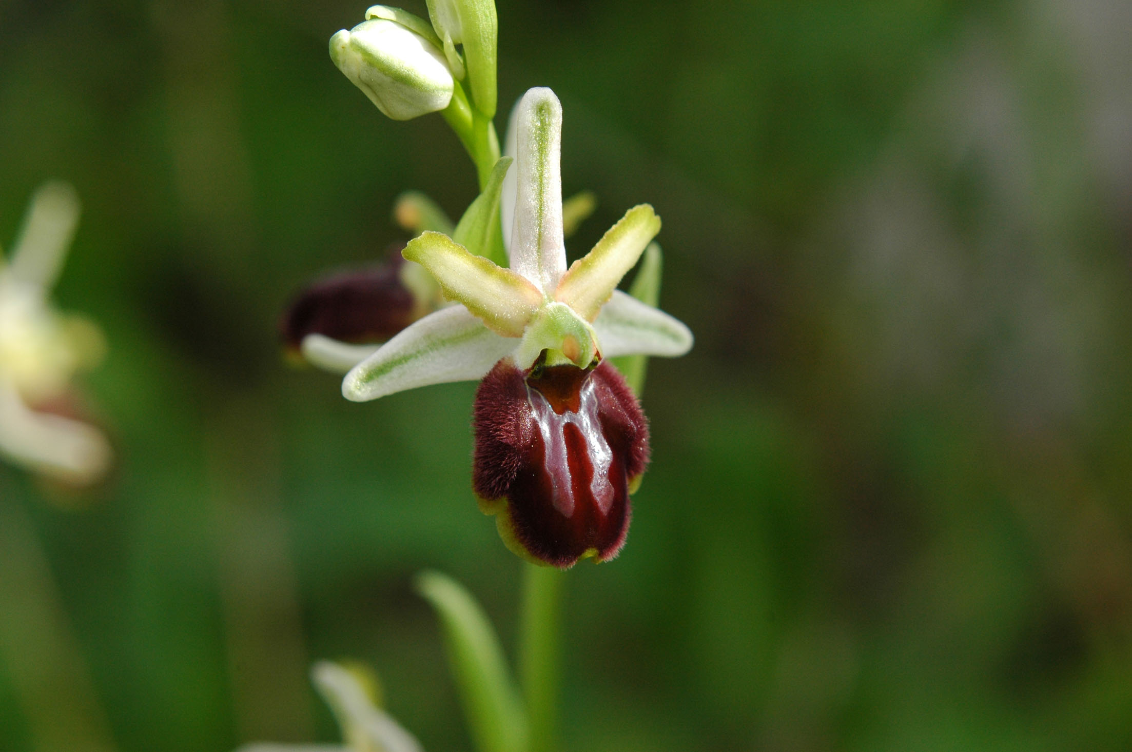 O.panoritana o O.exaltata