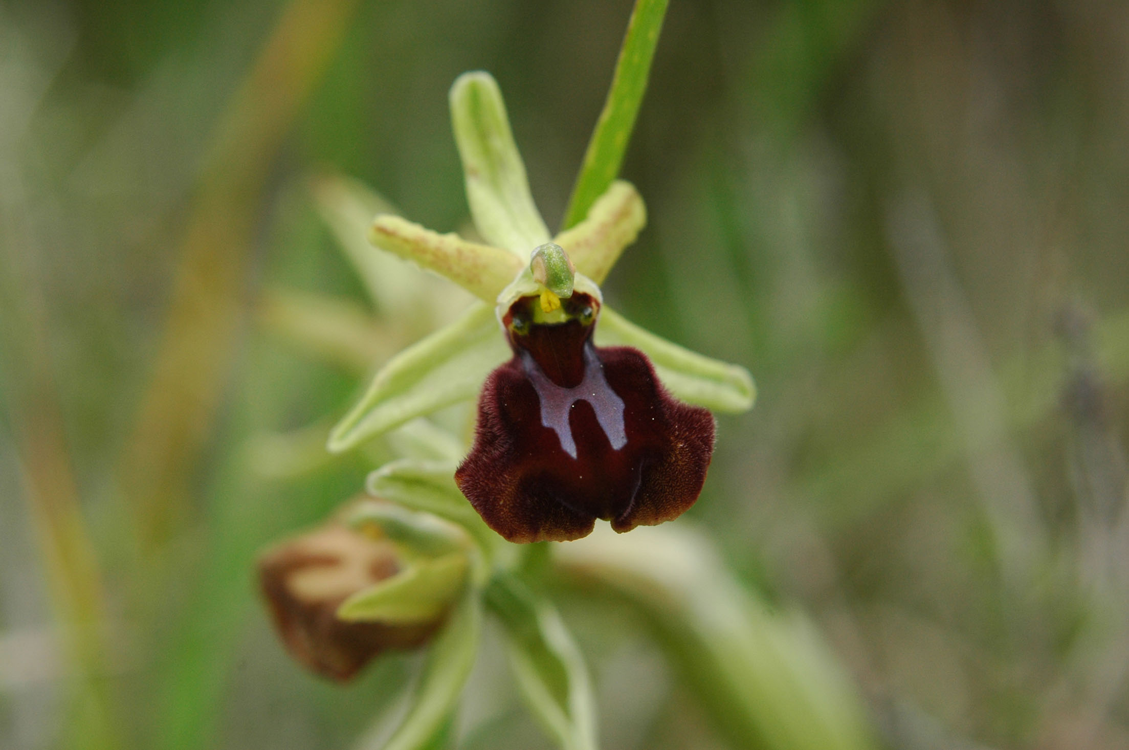 O.panoritana o O.exaltata