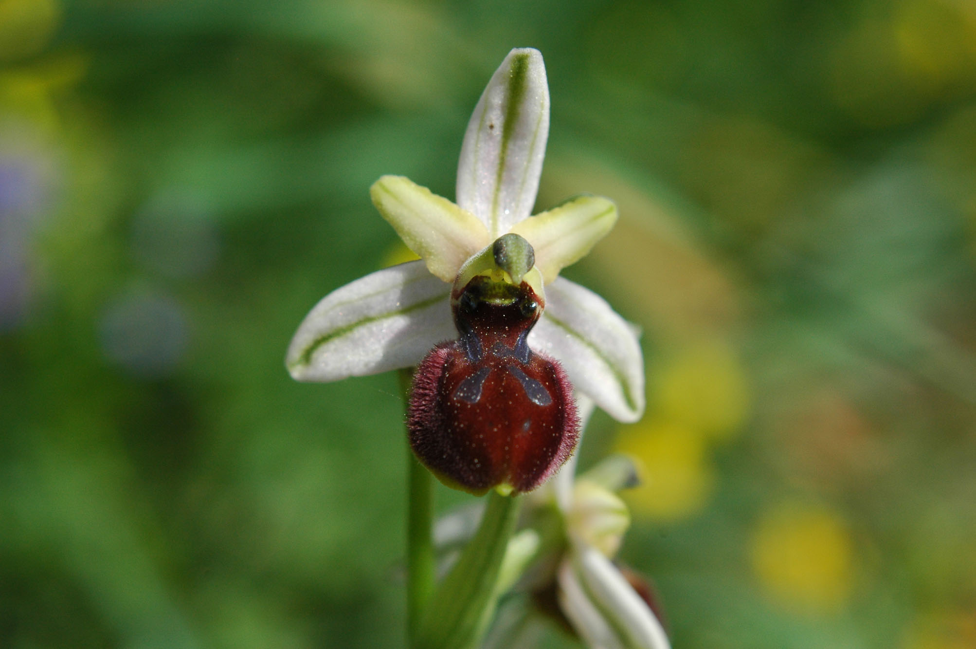 O.panoritana o O.exaltata