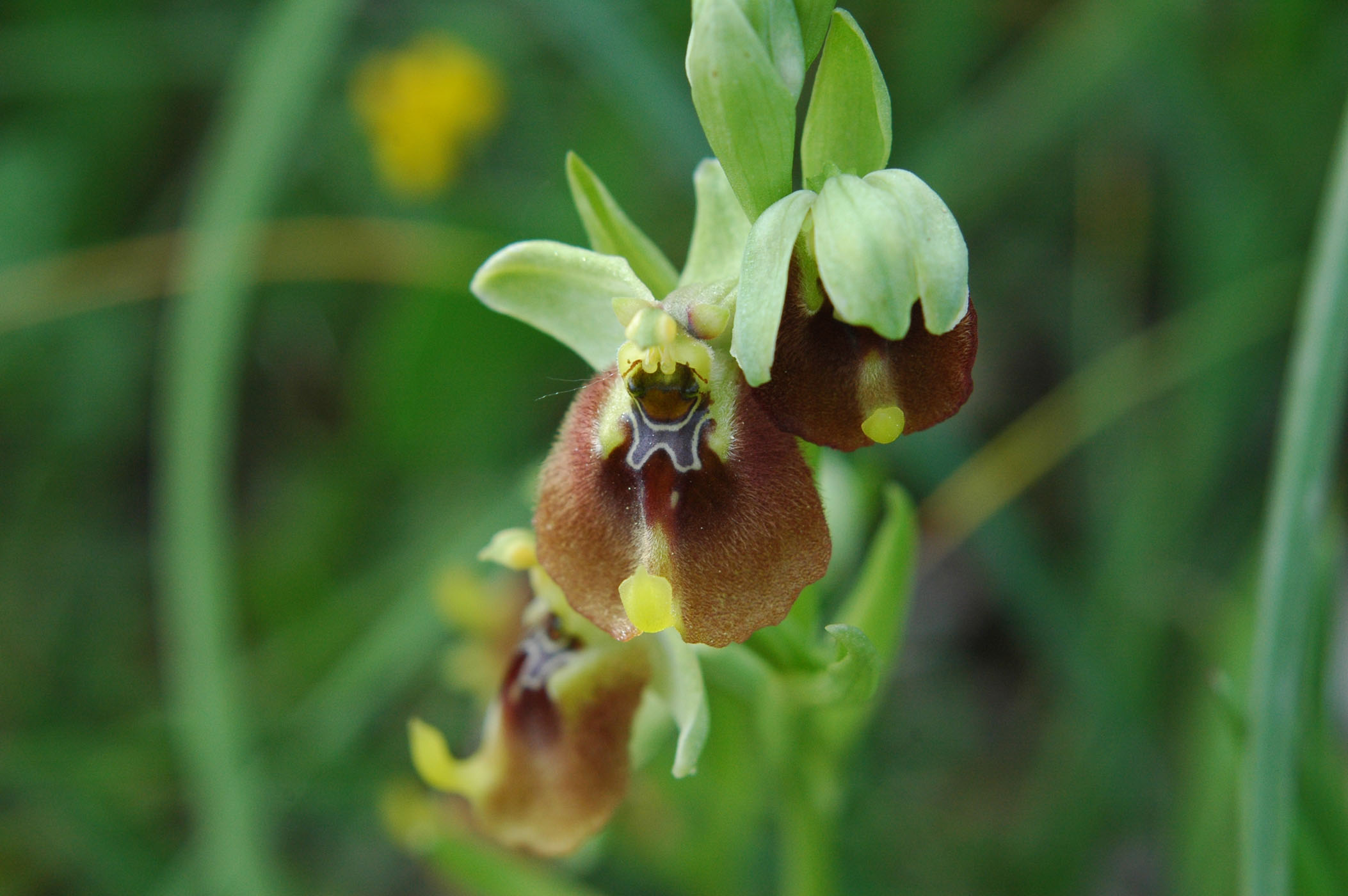 ci vedete qualcosa di Ophrys lacaitae (monti iblei-noto)