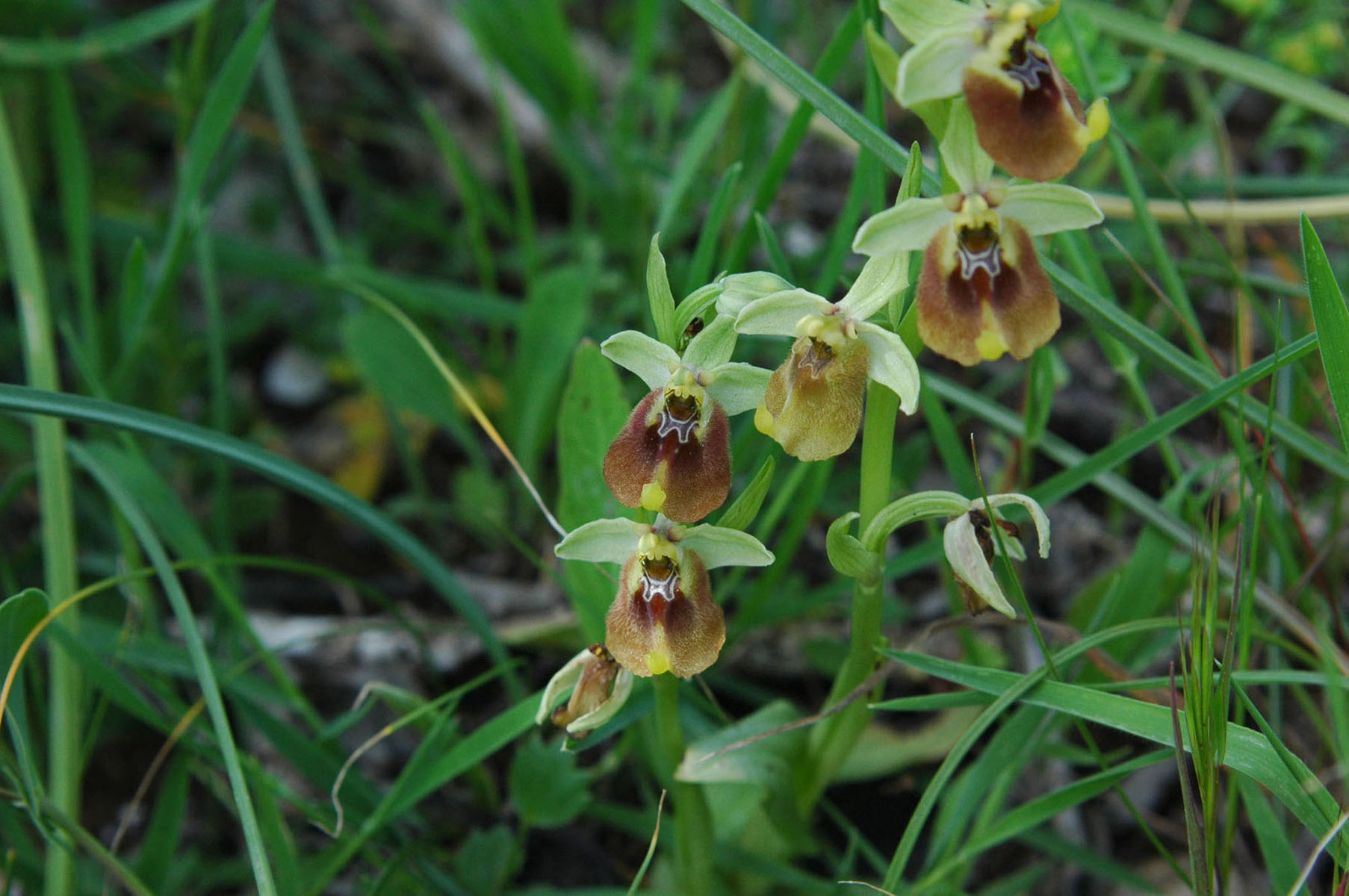 ci vedete qualcosa di Ophrys lacaitae (monti iblei-noto)