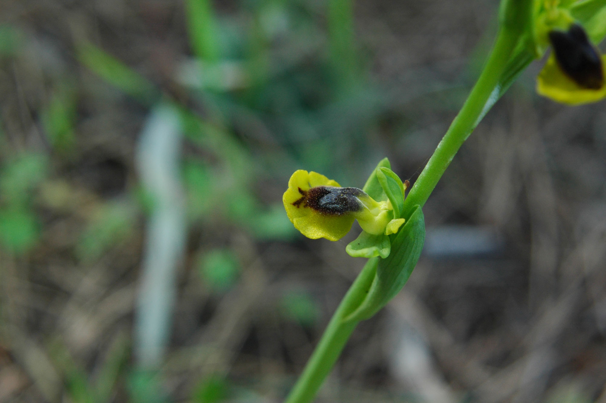 Ophrys lutea con gruppo d''insieme