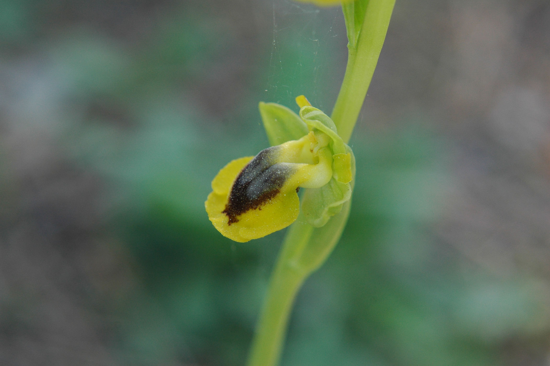 Ophrys lutea con gruppo d''insieme