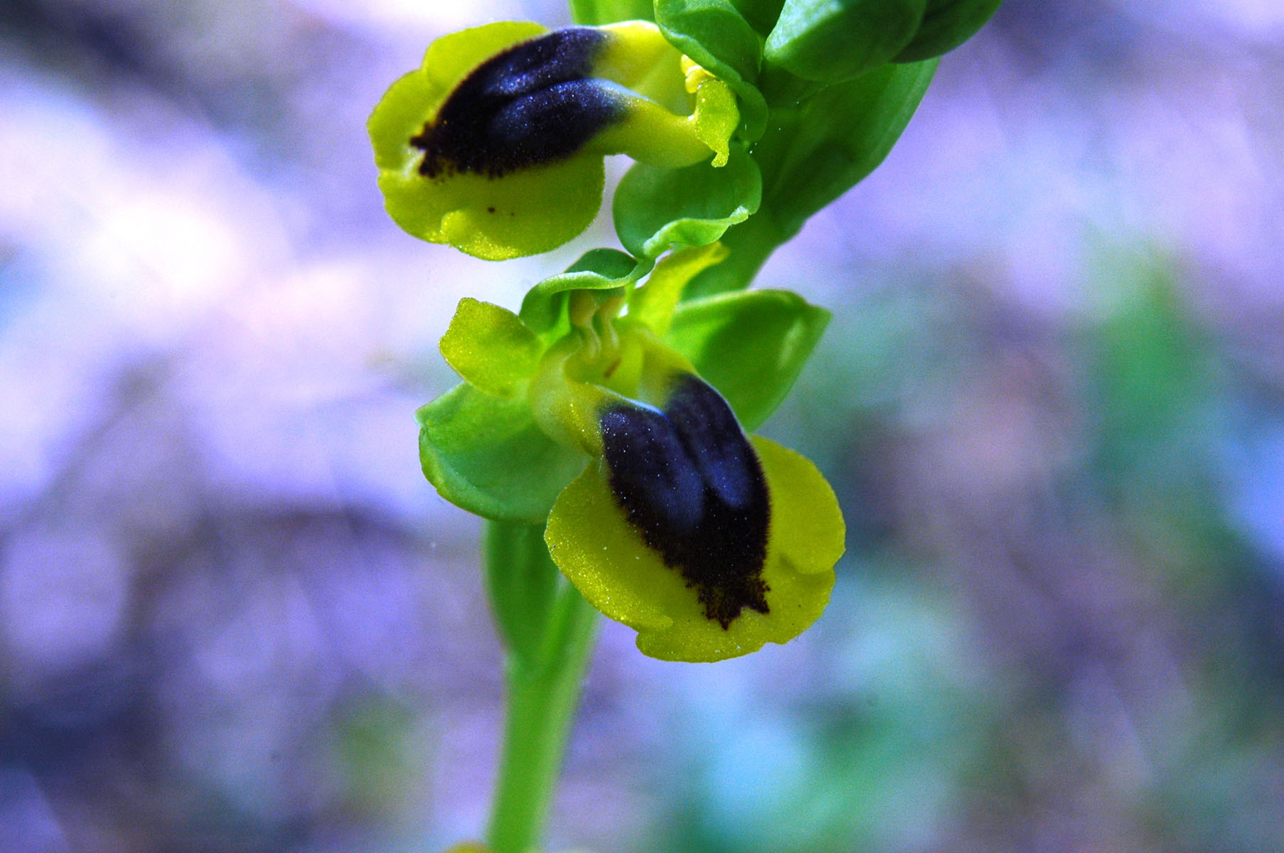 Ophrys lutea con gruppo d''insieme