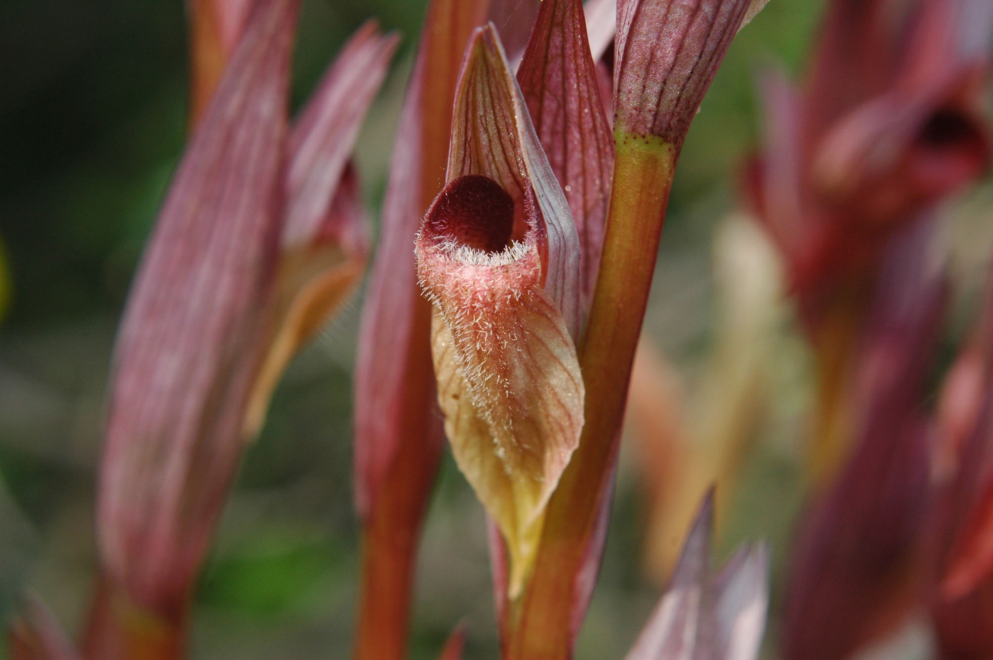 Serapias orientalis subsp. siciliensis  o altro?