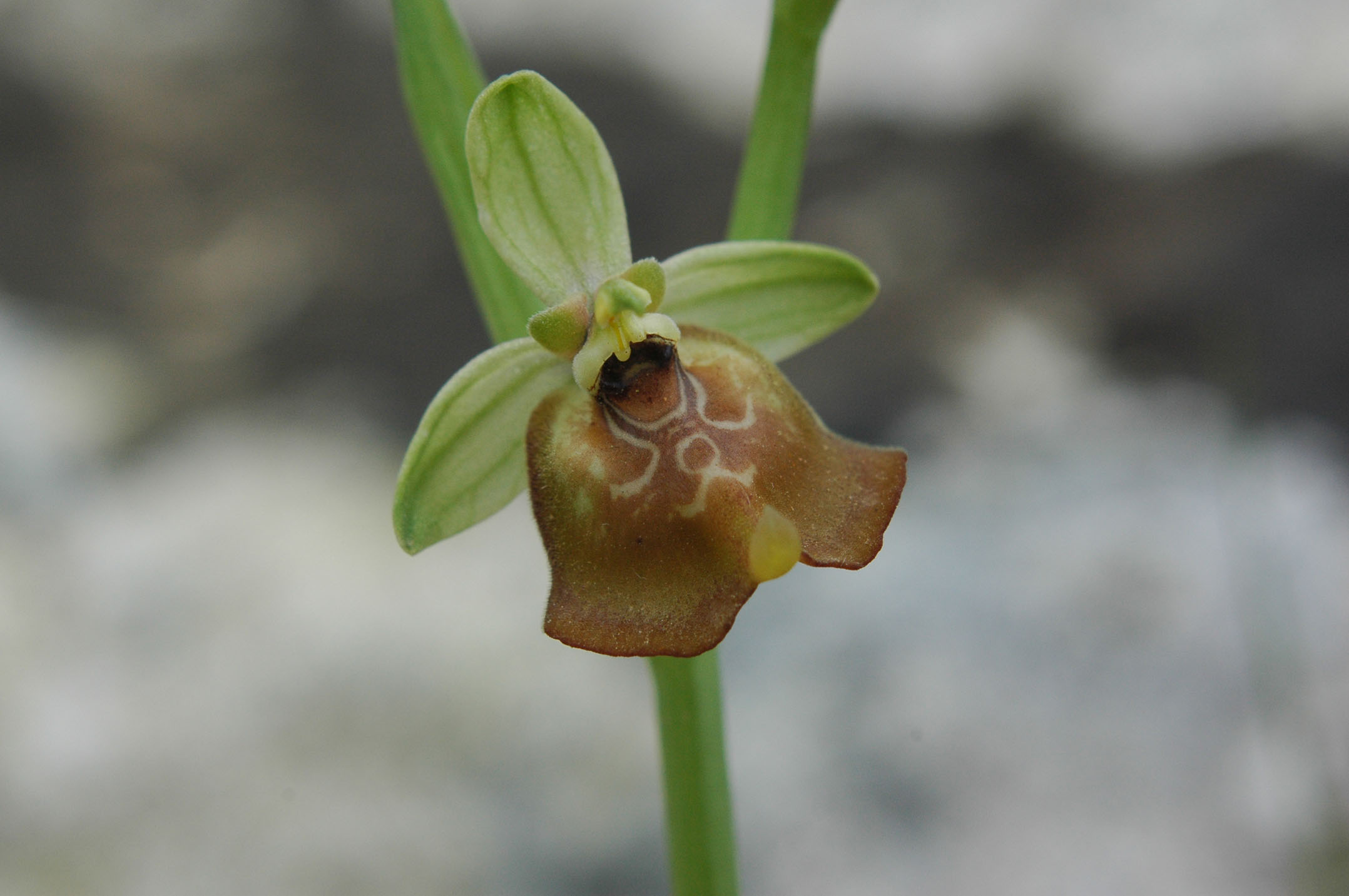 oggi Ophrys candica ed altro