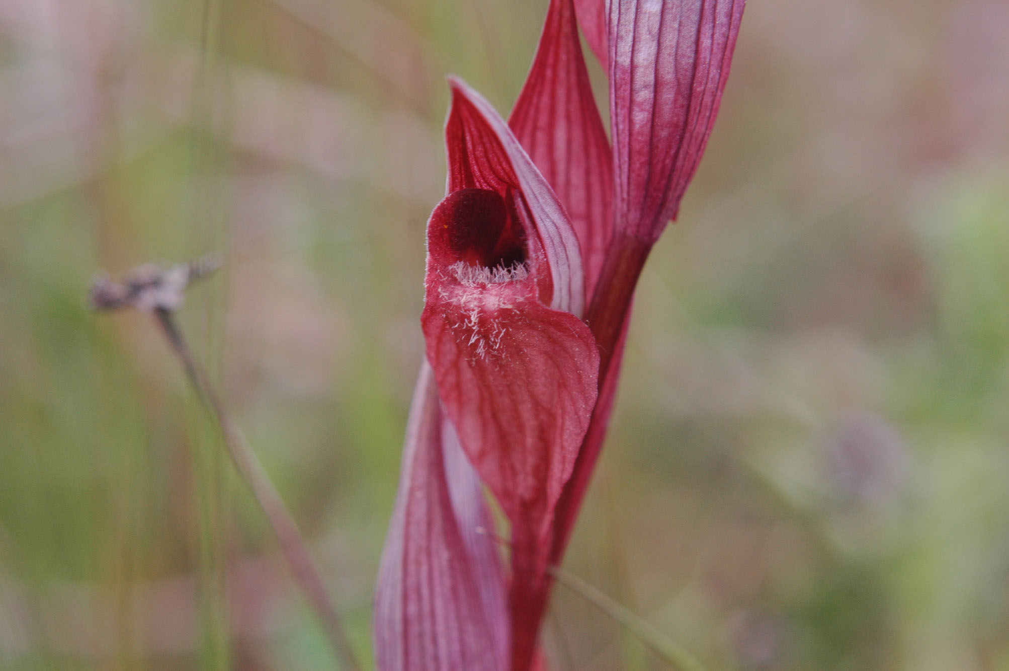 Serapias orientalis subsp. siciliensis  o altro?