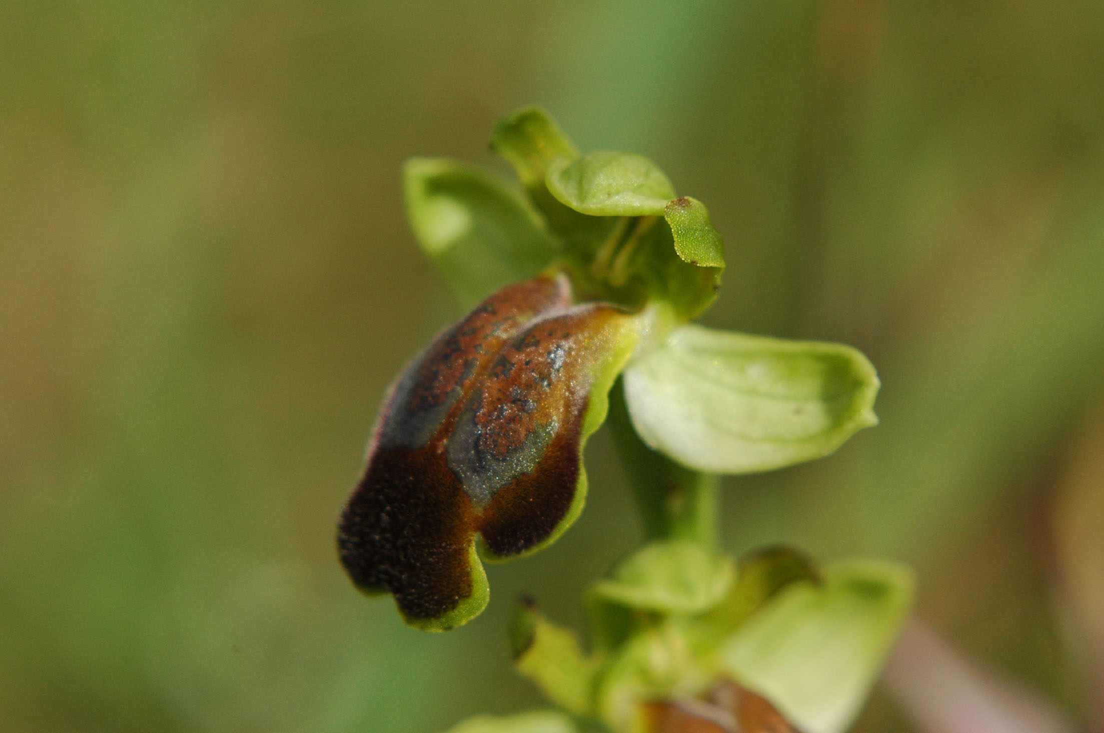 una serie di Ophrys da determinare