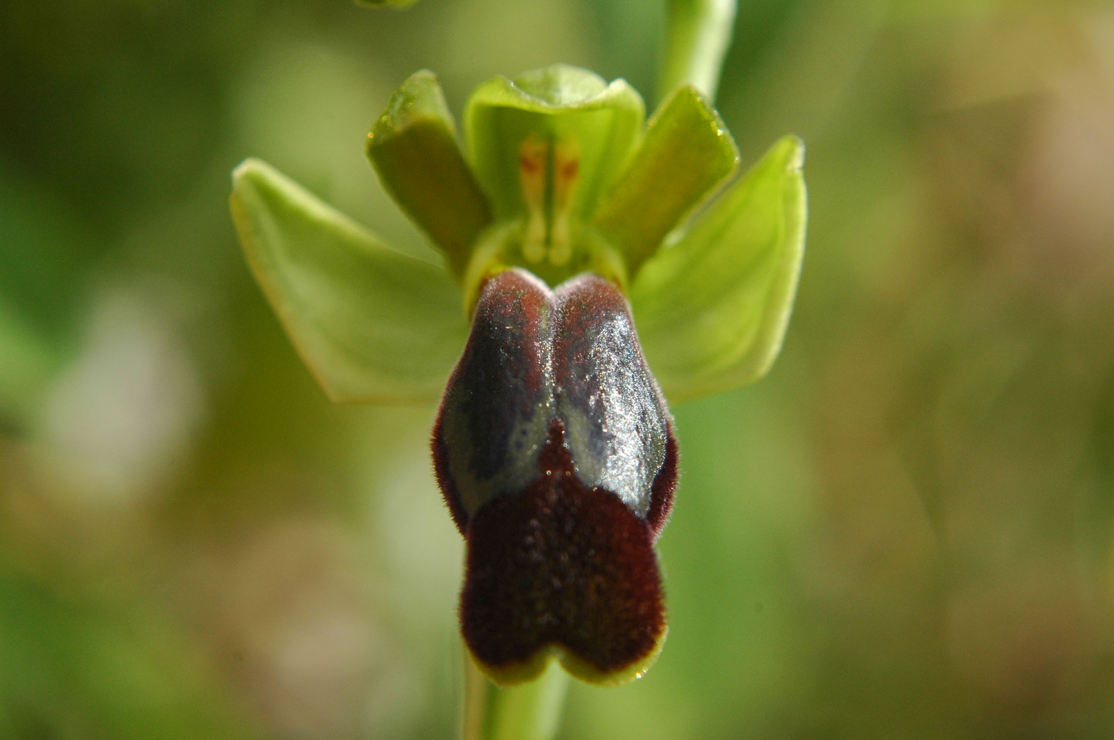 una serie di Ophrys da determinare