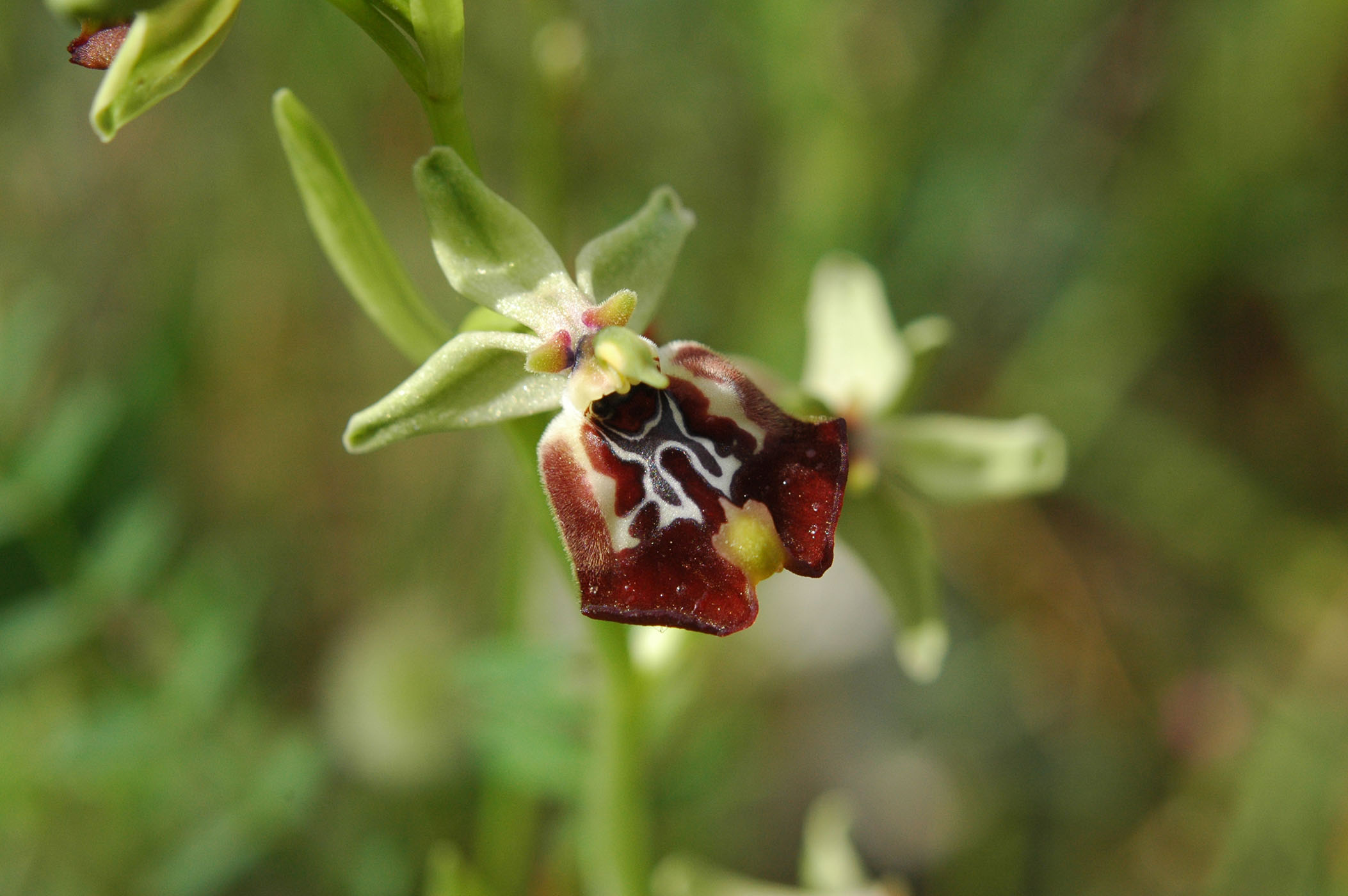 oggi Ophrys candica ed altro