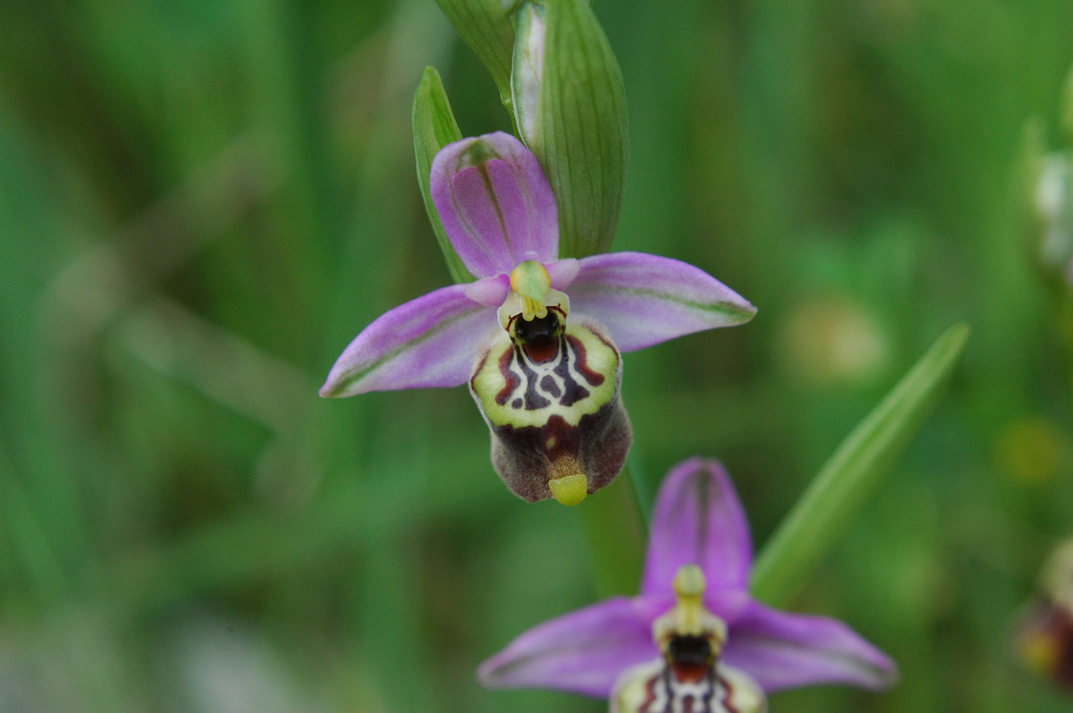 oggi Ophrys candica ed altro