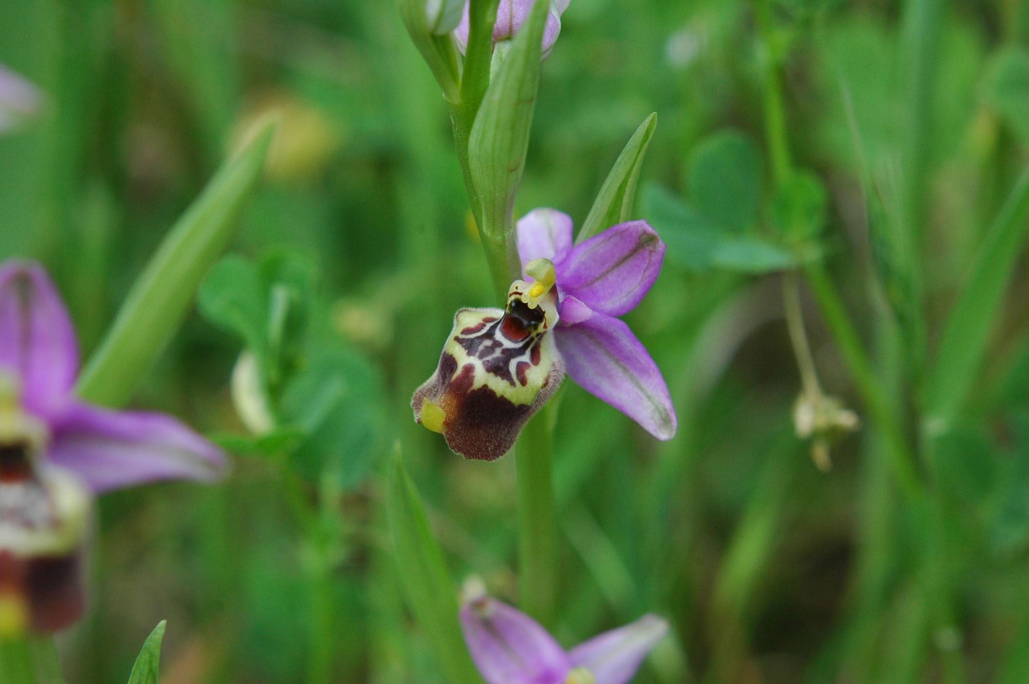 oggi Ophrys candica ed altro