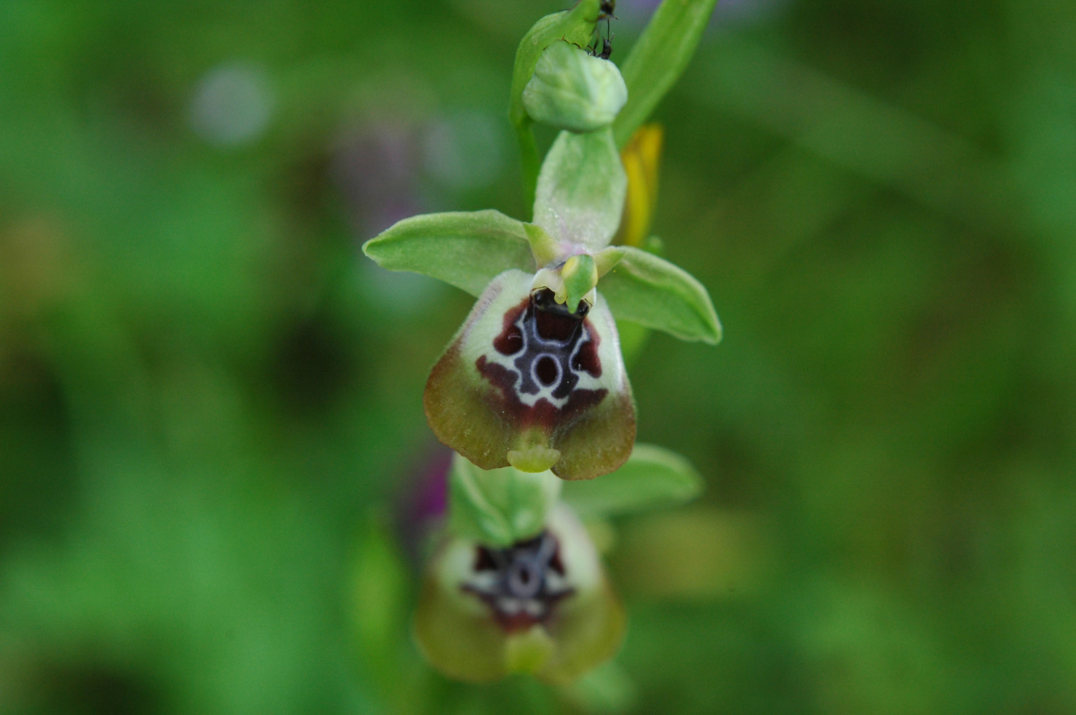 oggi Ophrys candica ed altro