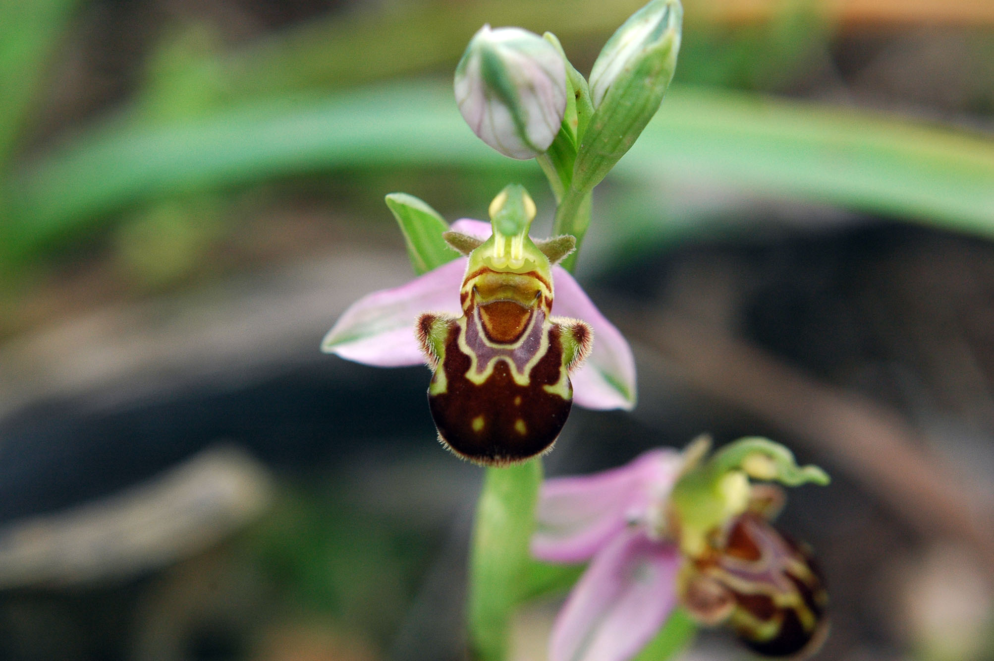 oggi ho finalmete trovato Ophrys apifera