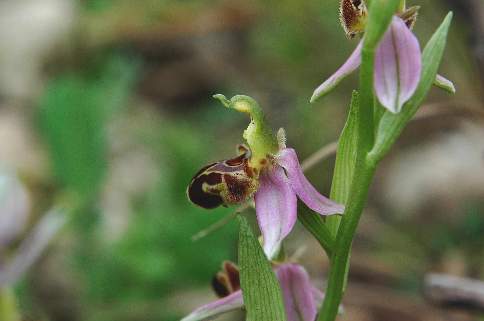 oggi ho finalmete trovato Ophrys apifera