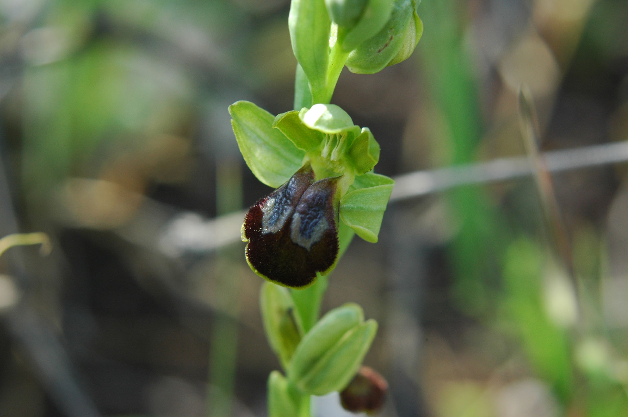 una serie di Ophrys da determinare