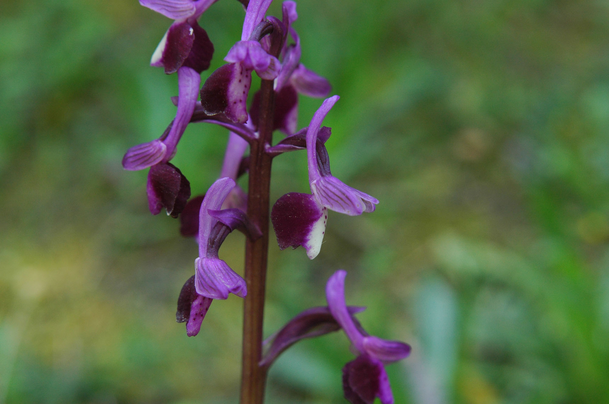 Anacamptis longicornu o altro?