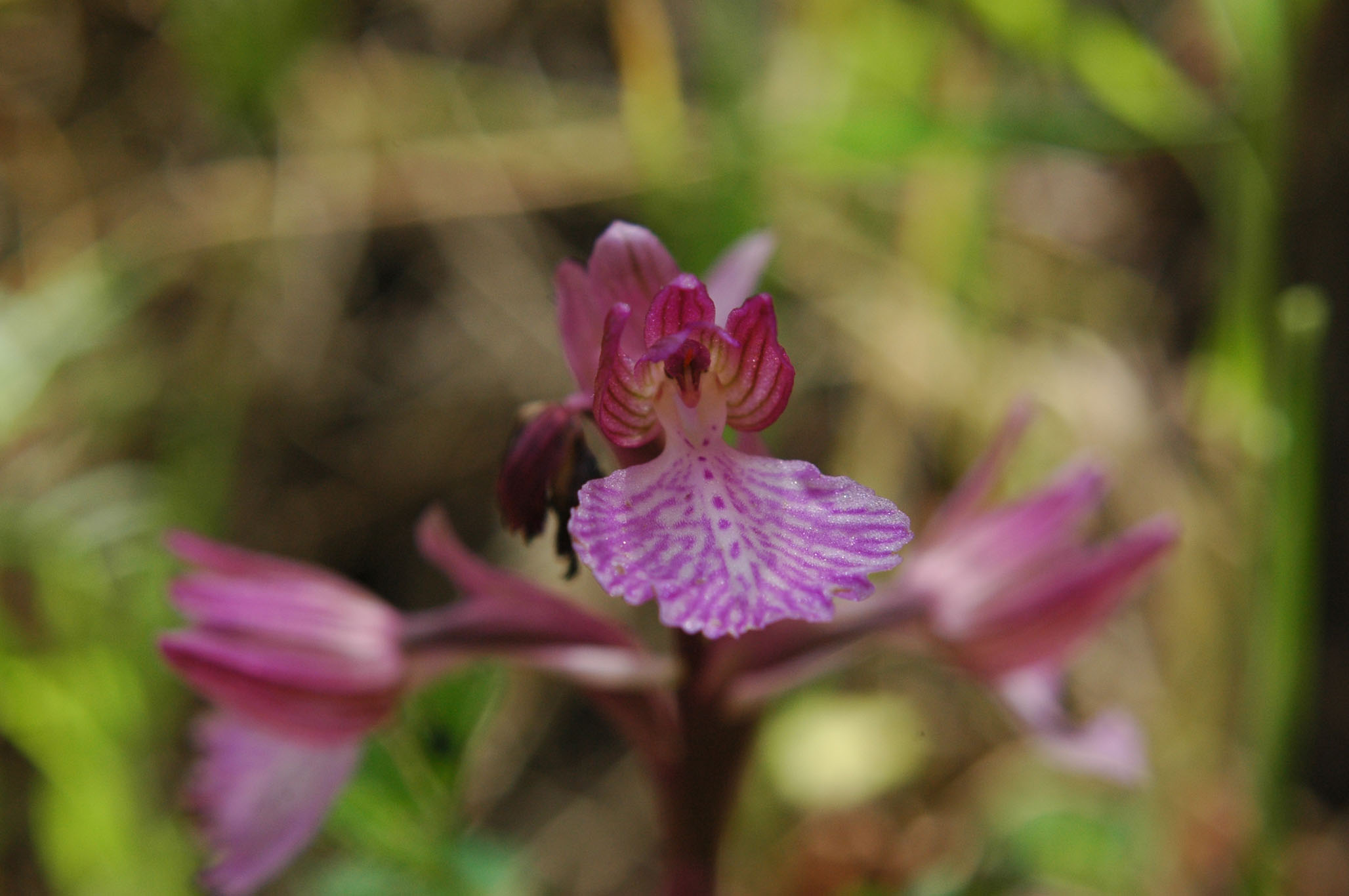 Anacamptis longicornu o altro?