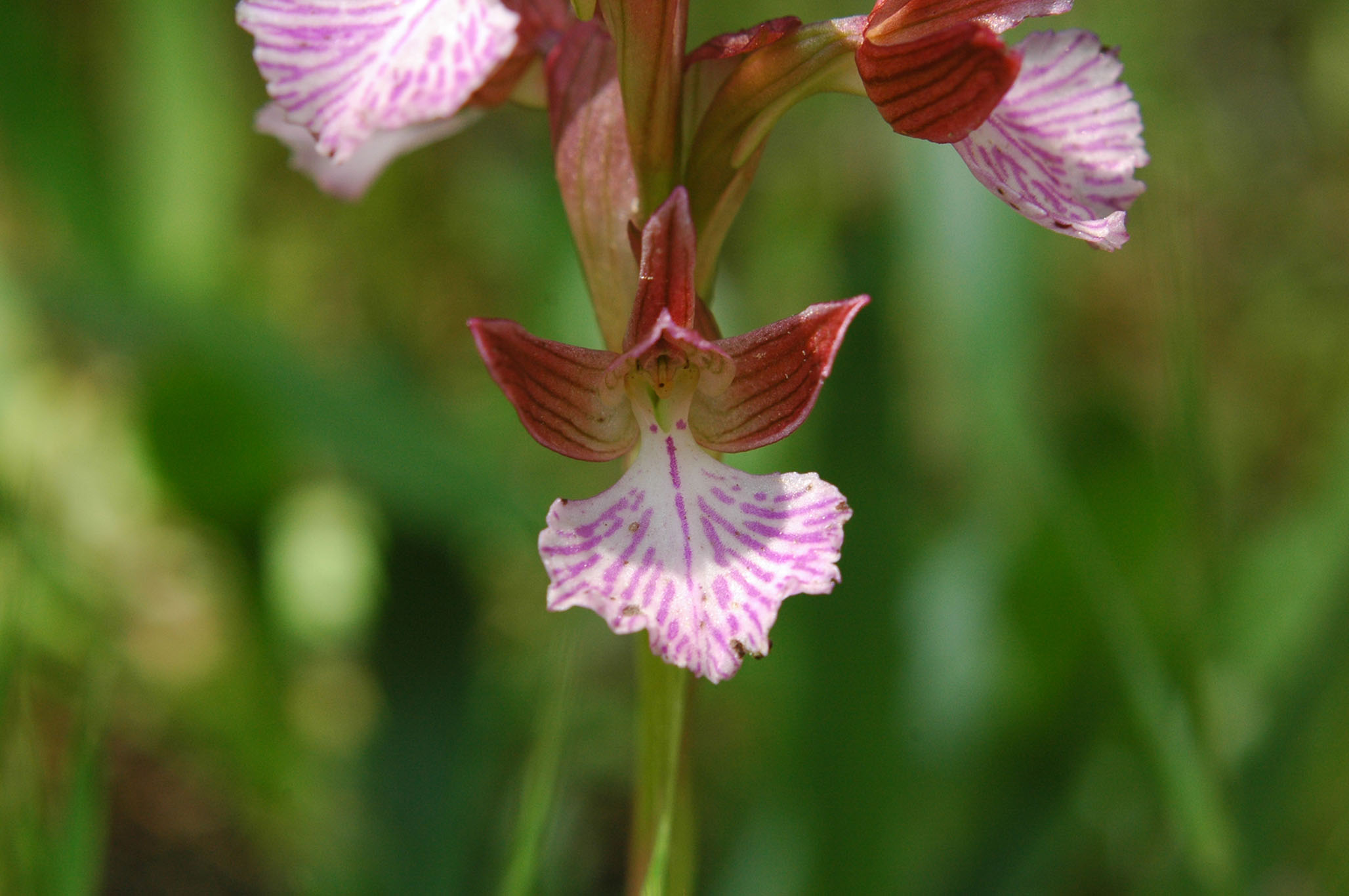 Anacamptis longicornu o altro?