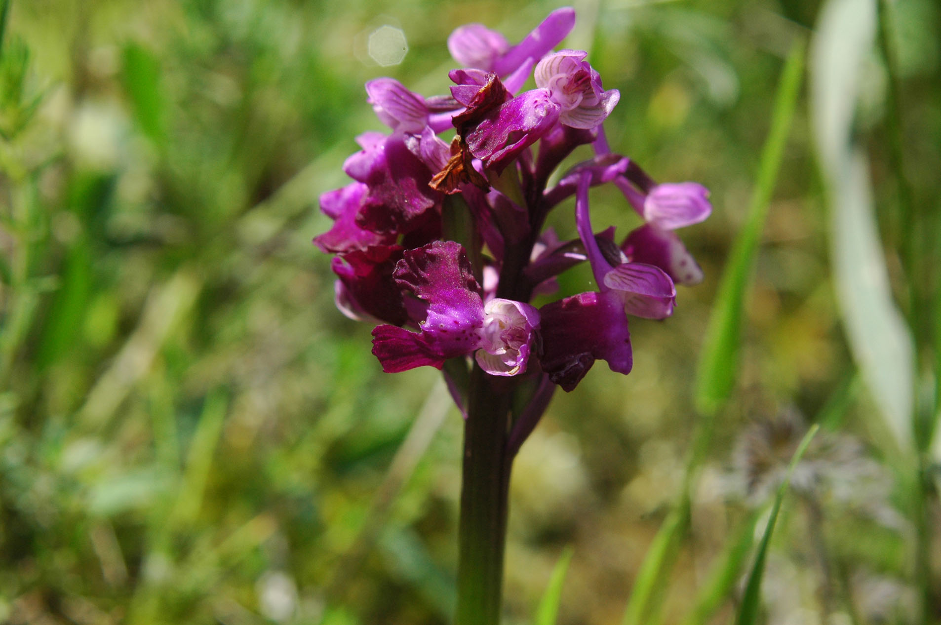 Anacamptis longicornu o altro?