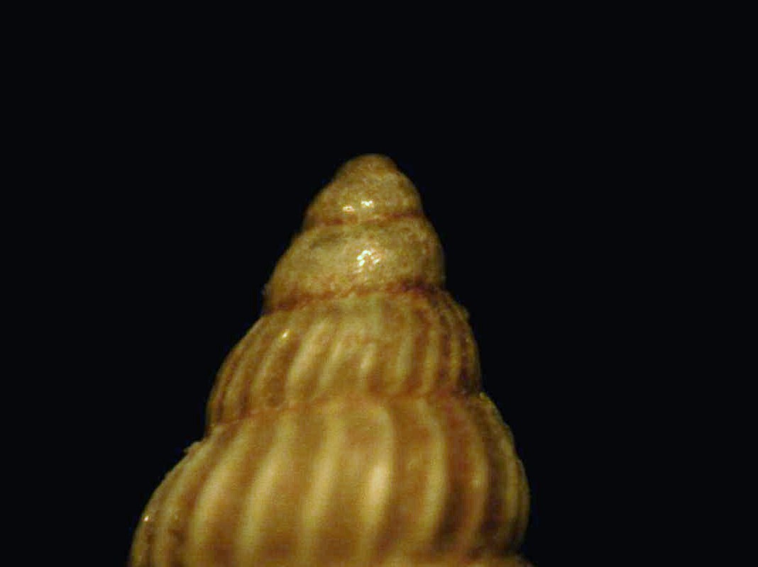 Pusillina