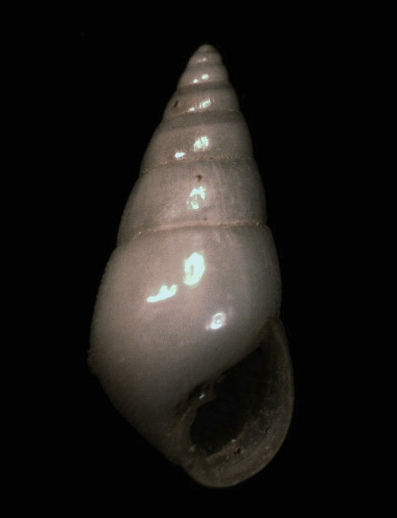 Odostomia conoidea ?