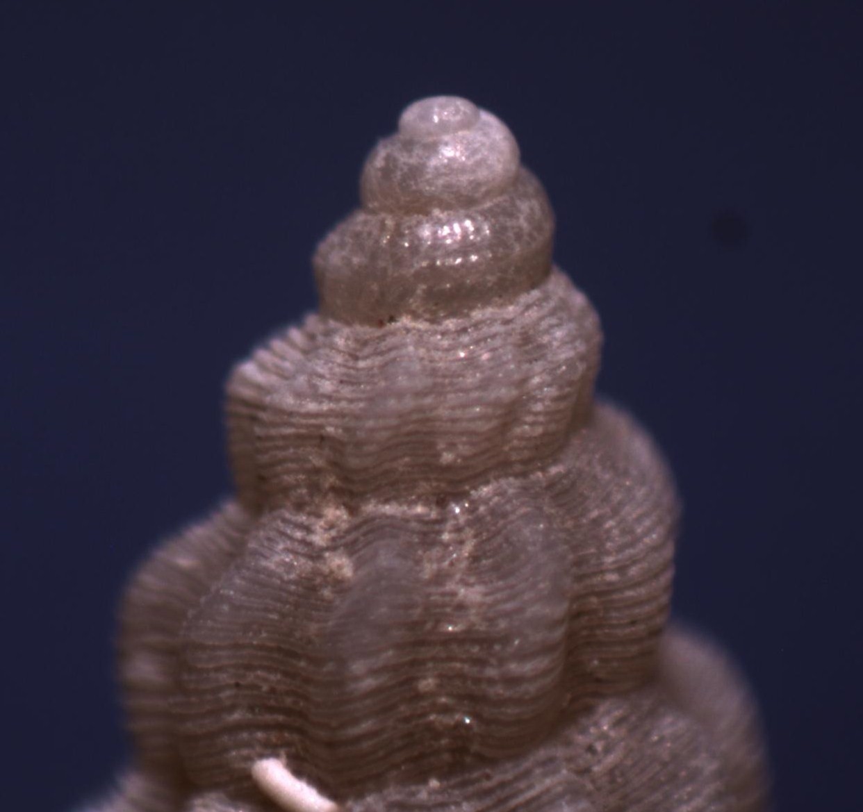 mangelia costulata