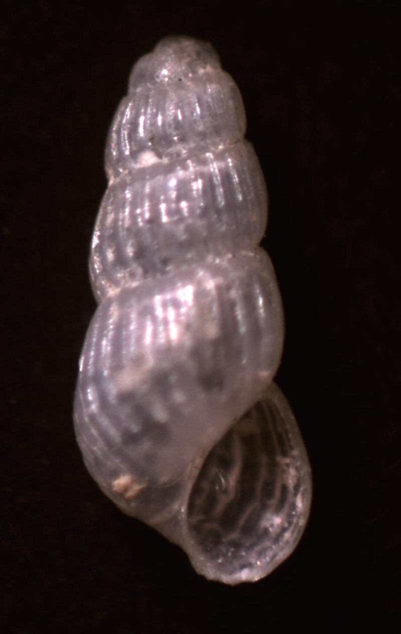 Chrysallida clathrata