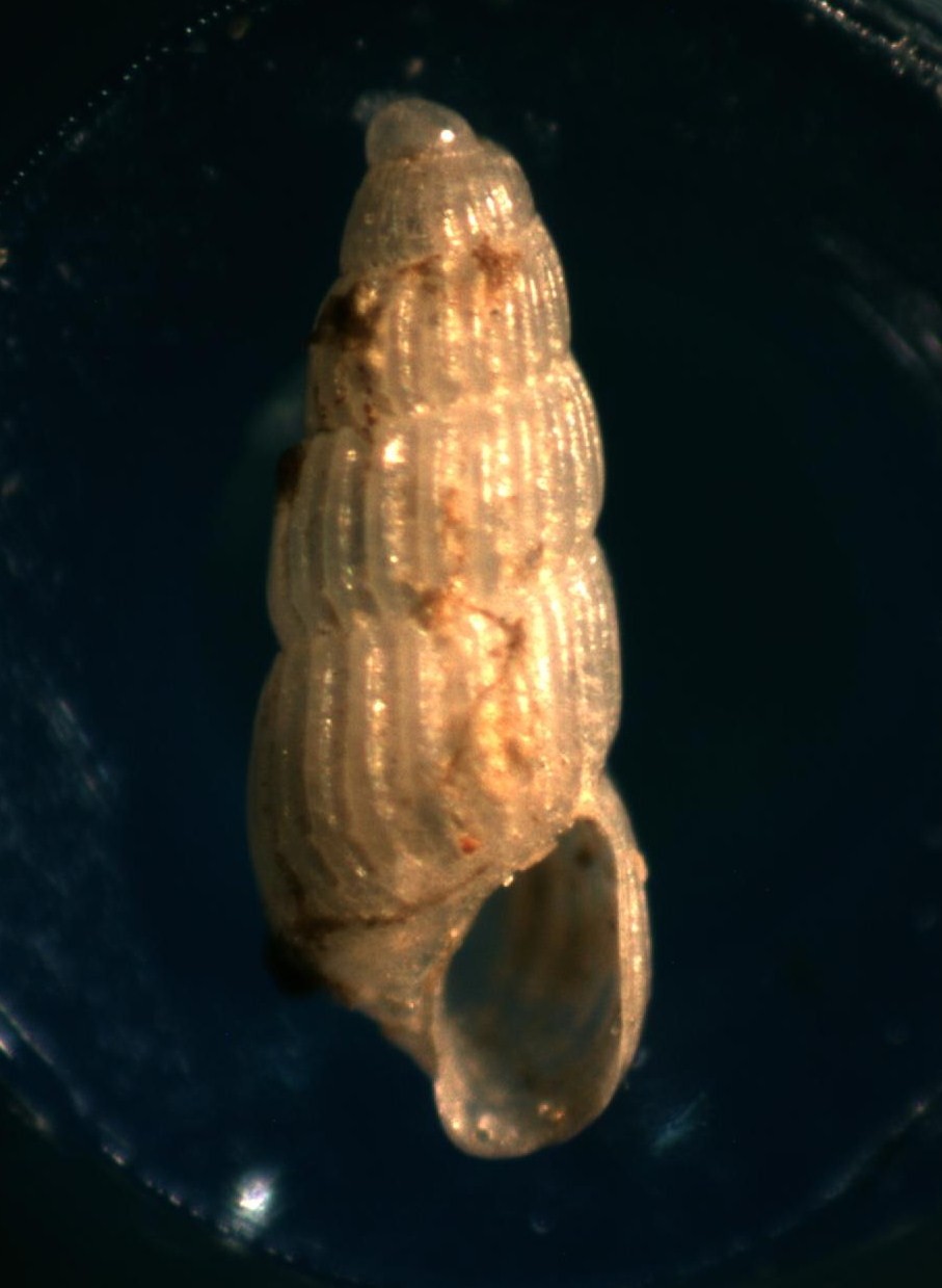 Chrysallida clathrata